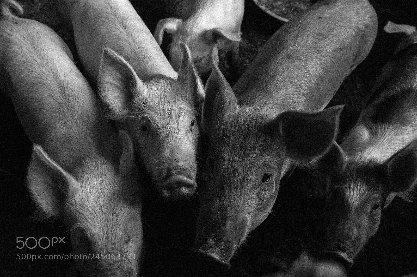 Canon EOS 1300D (EOS Rebel T6 / EOS Kiss X80) sample photo. Hungry hungry piggies photography
