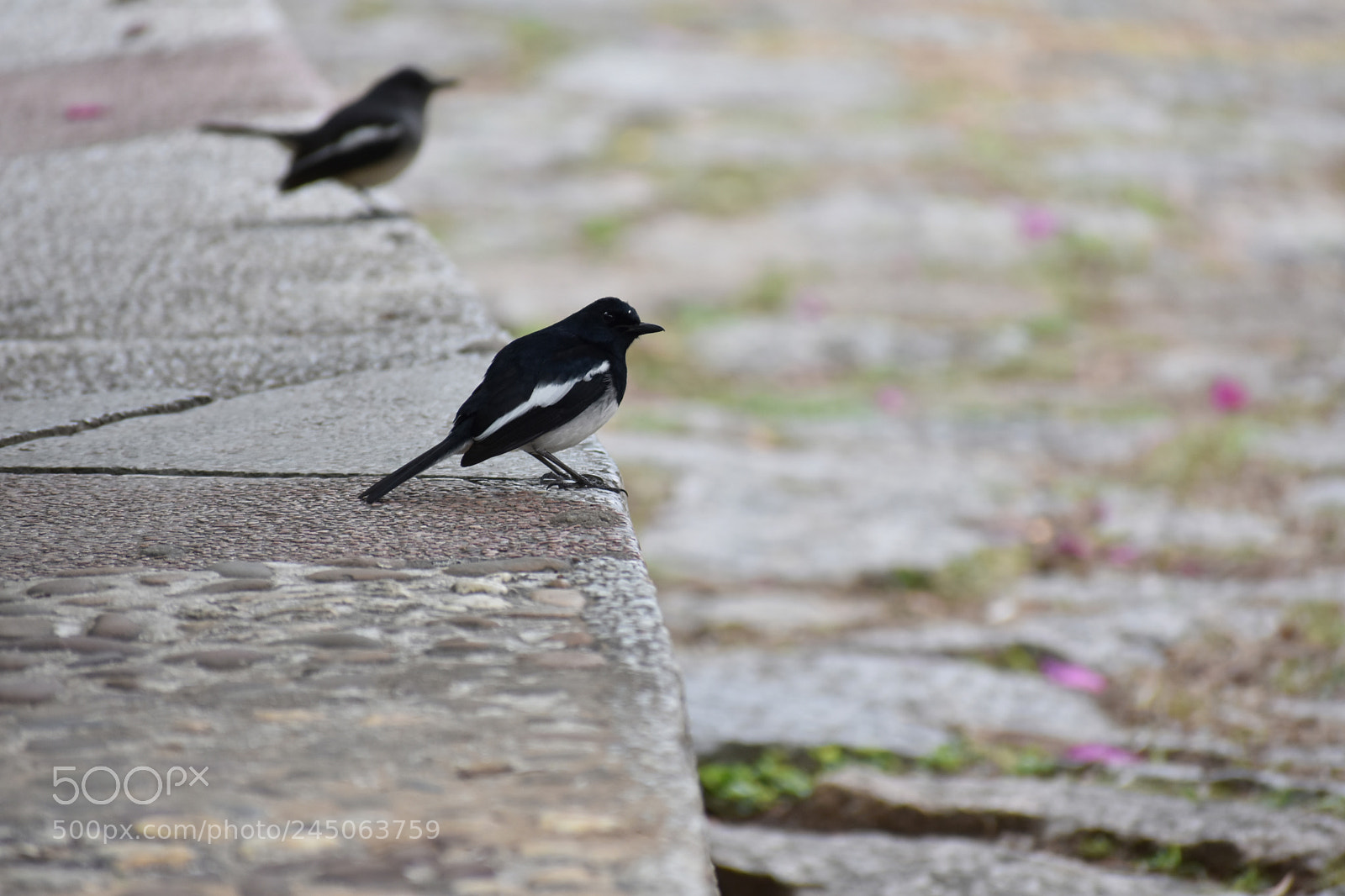 Nikon D7200 sample photo. Untitled photography