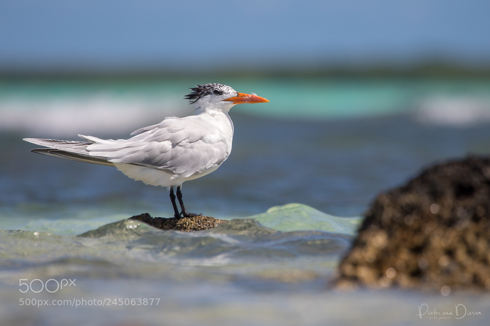 Canon EOS 6D Mark II sample photo. Caspian tern photography