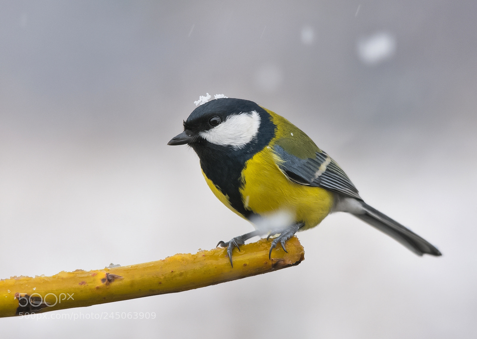 Nikon D7200 sample photo. Great tit photography