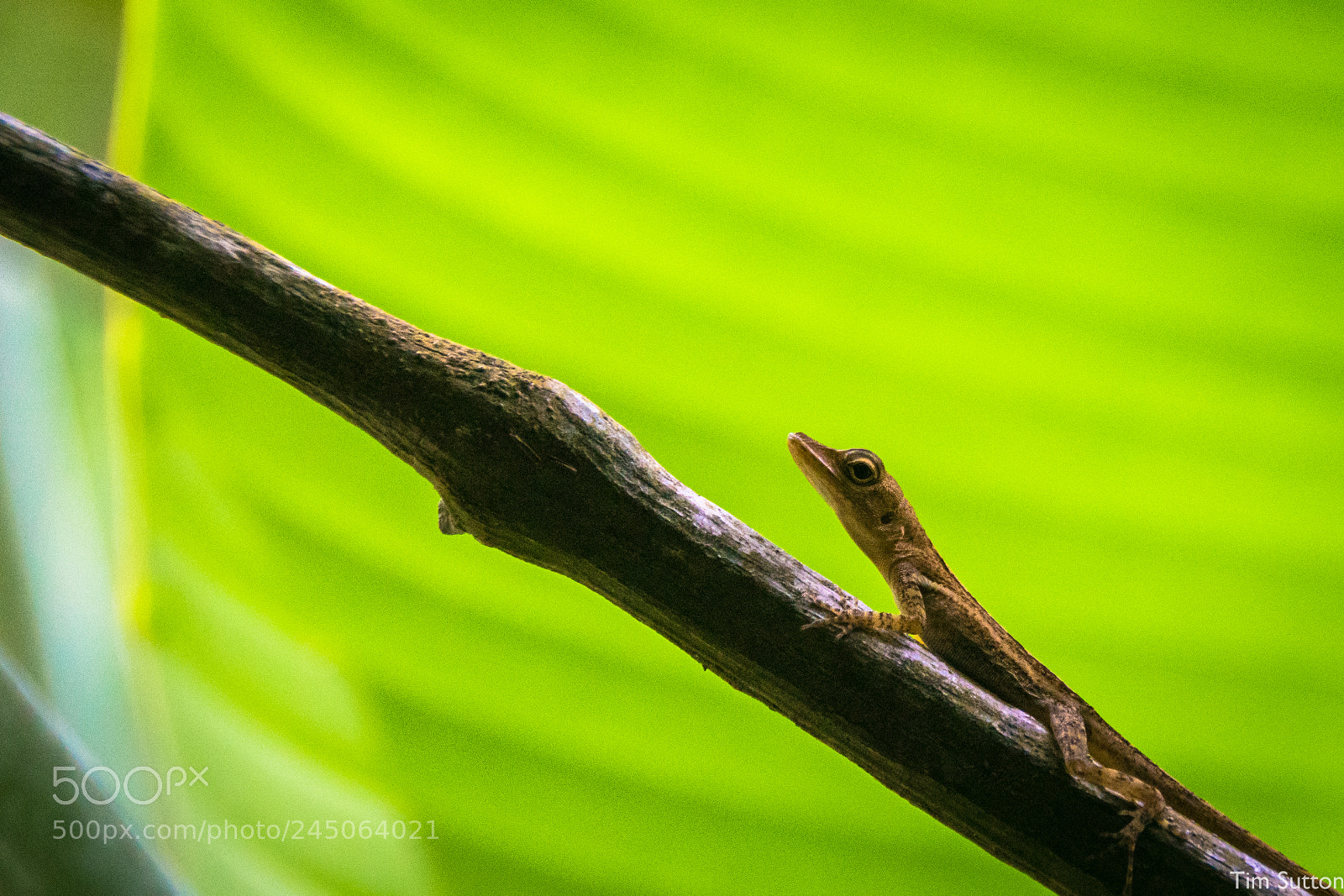 Sony ILCA-77M2 sample photo. Under a leaf in photography