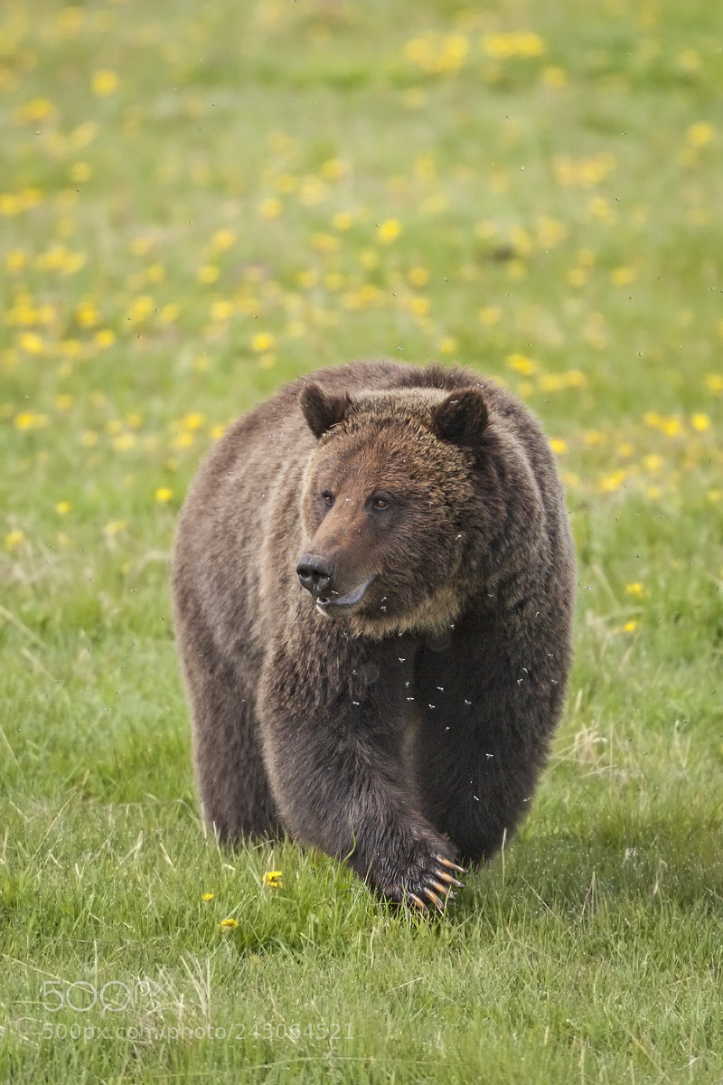 Canon EOS-1D Mark II sample photo. Grizzly bear,  wyoming photography
