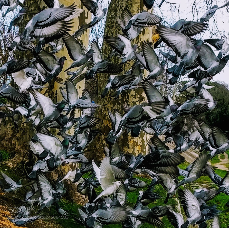 LG Nexus 5X sample photo. Pigeons photography