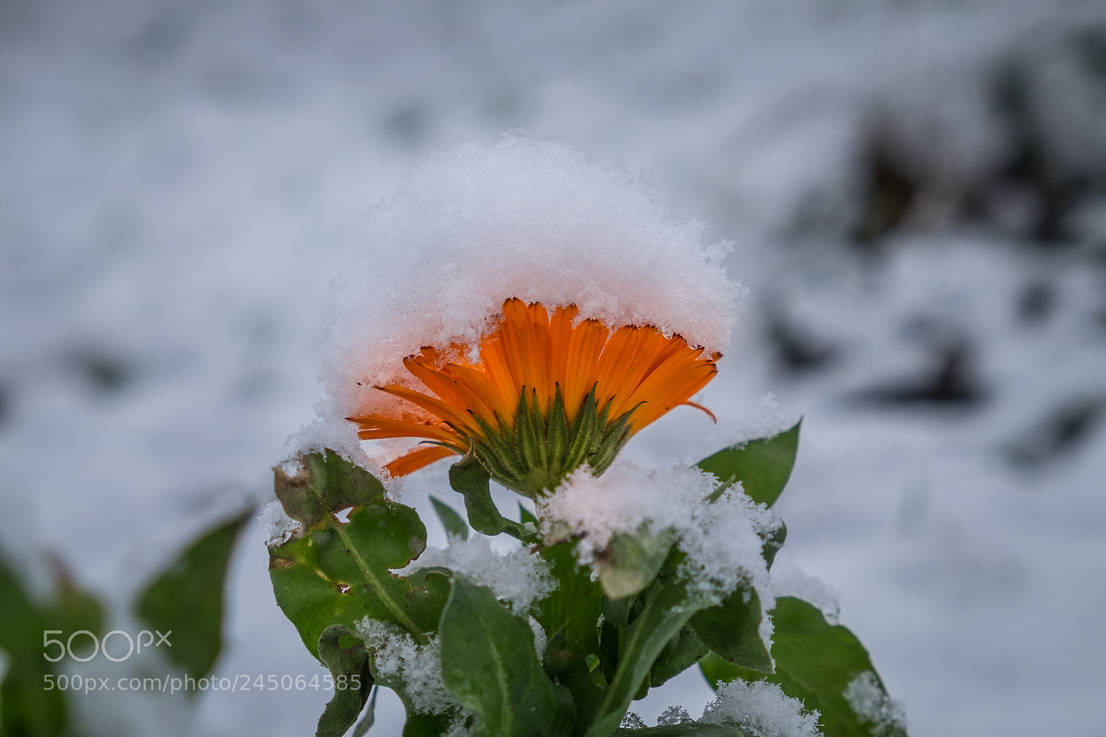 Fujifilm X-T1 sample photo. Let it snow photography
