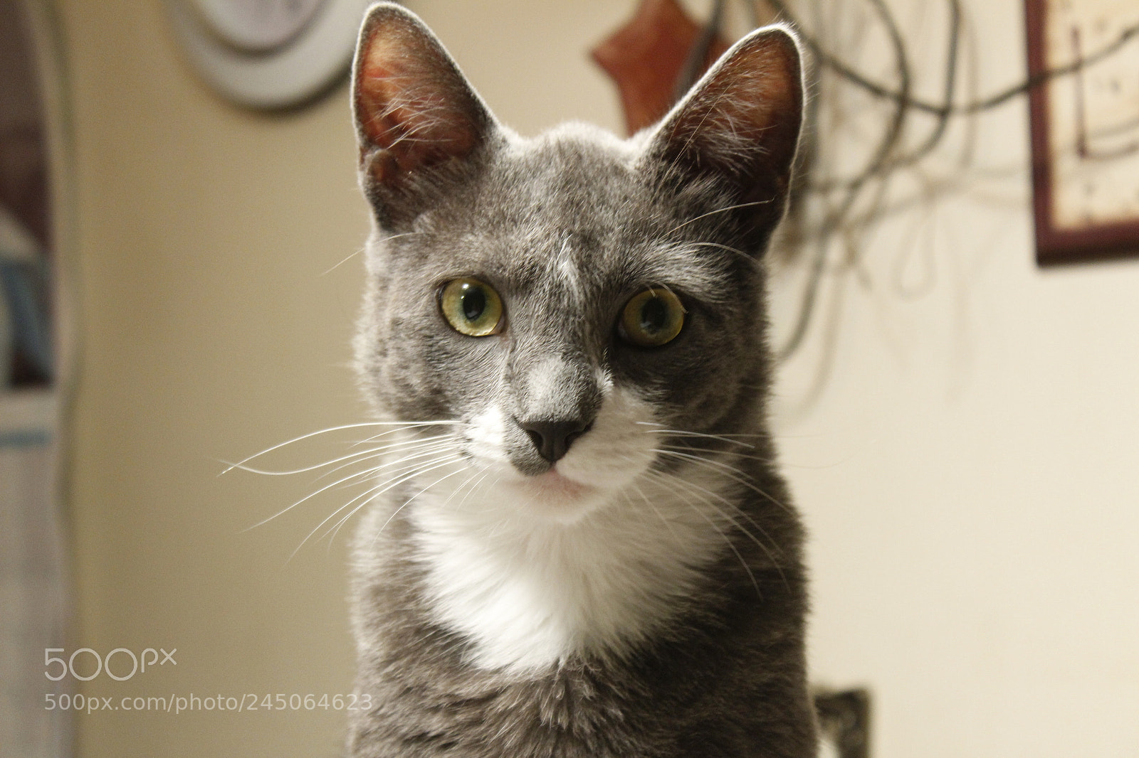 Canon EOS 1300D (EOS Rebel T6 / EOS Kiss X80) sample photo. Yellow eyes photography