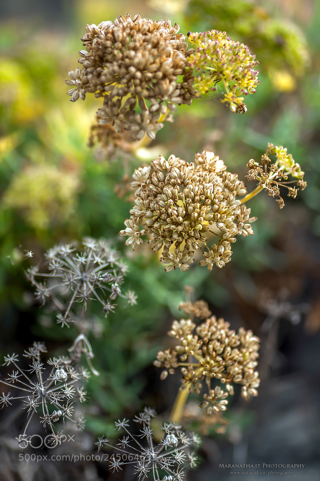 Canon EOS 5D sample photo. Colors and shapes photography
