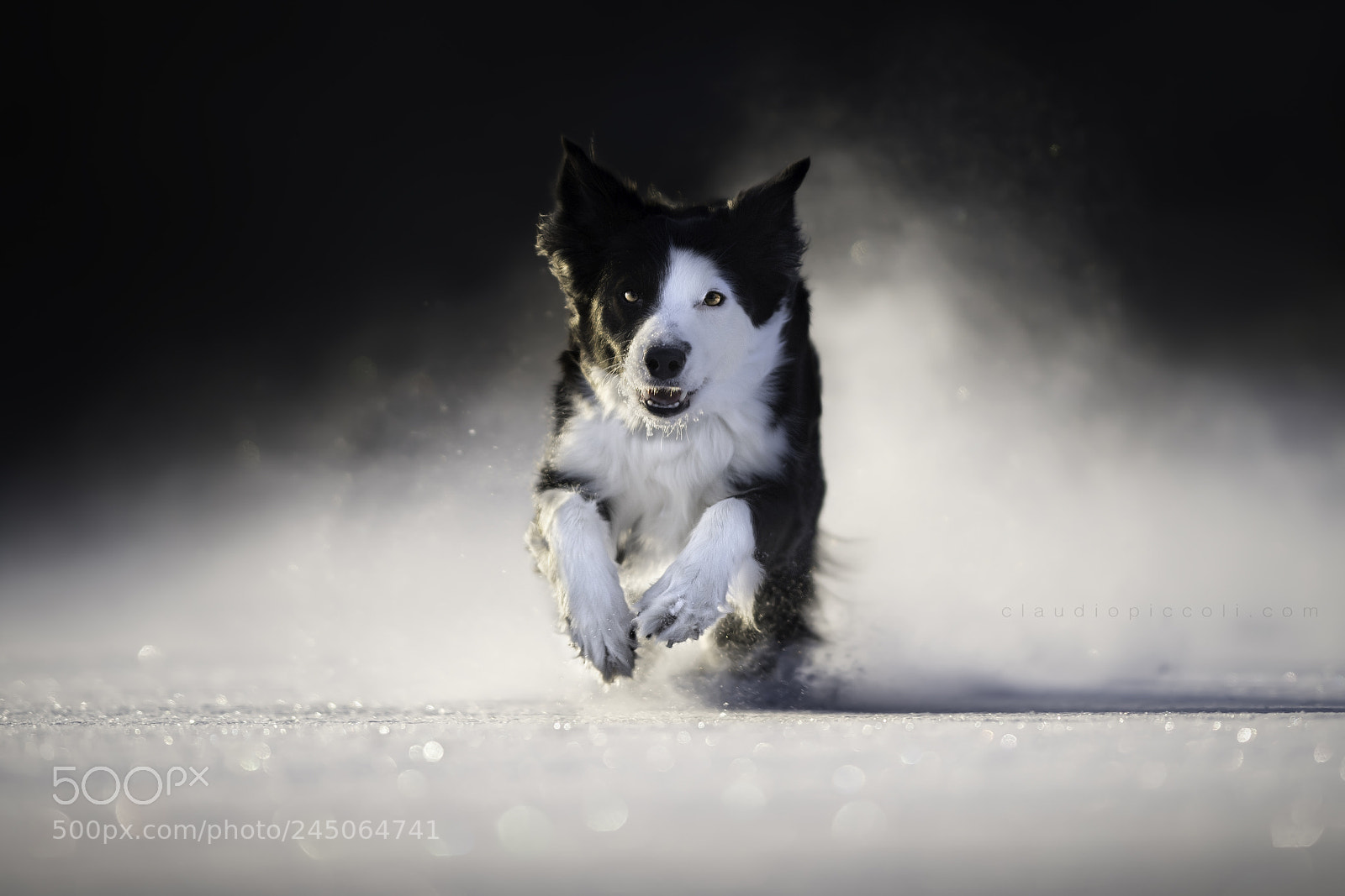 Nikon D5 sample photo. Snow storm photography