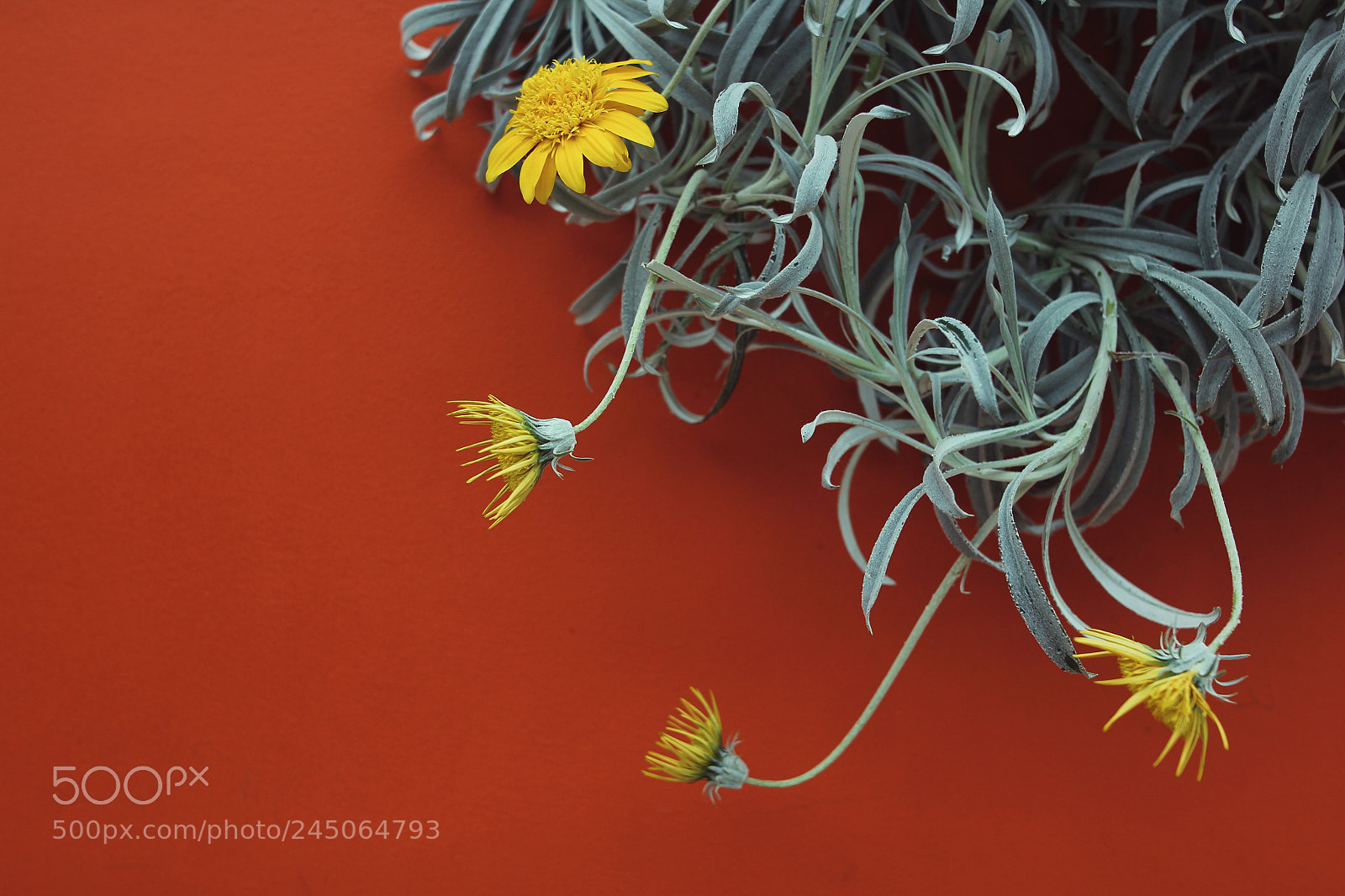 Canon EOS 60D sample photo. Orange yellow photography