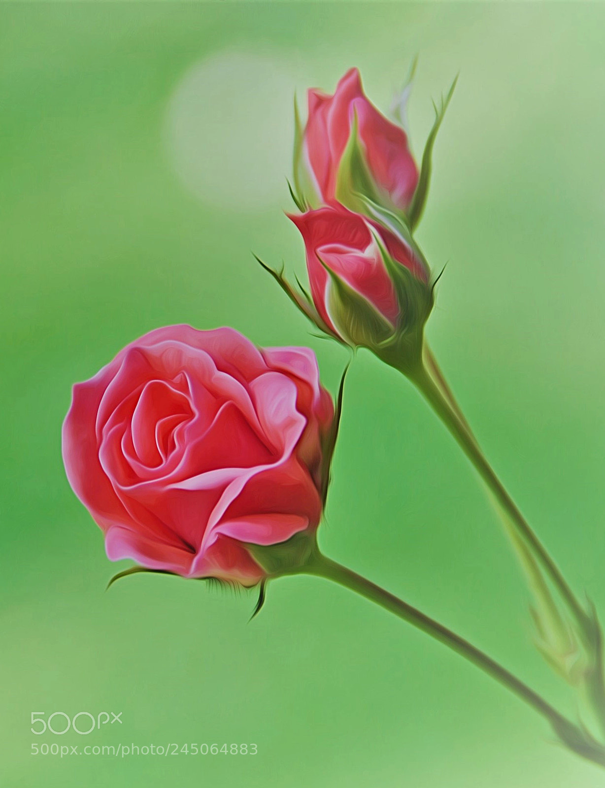 Nikon D90 sample photo. Rosas.... photography