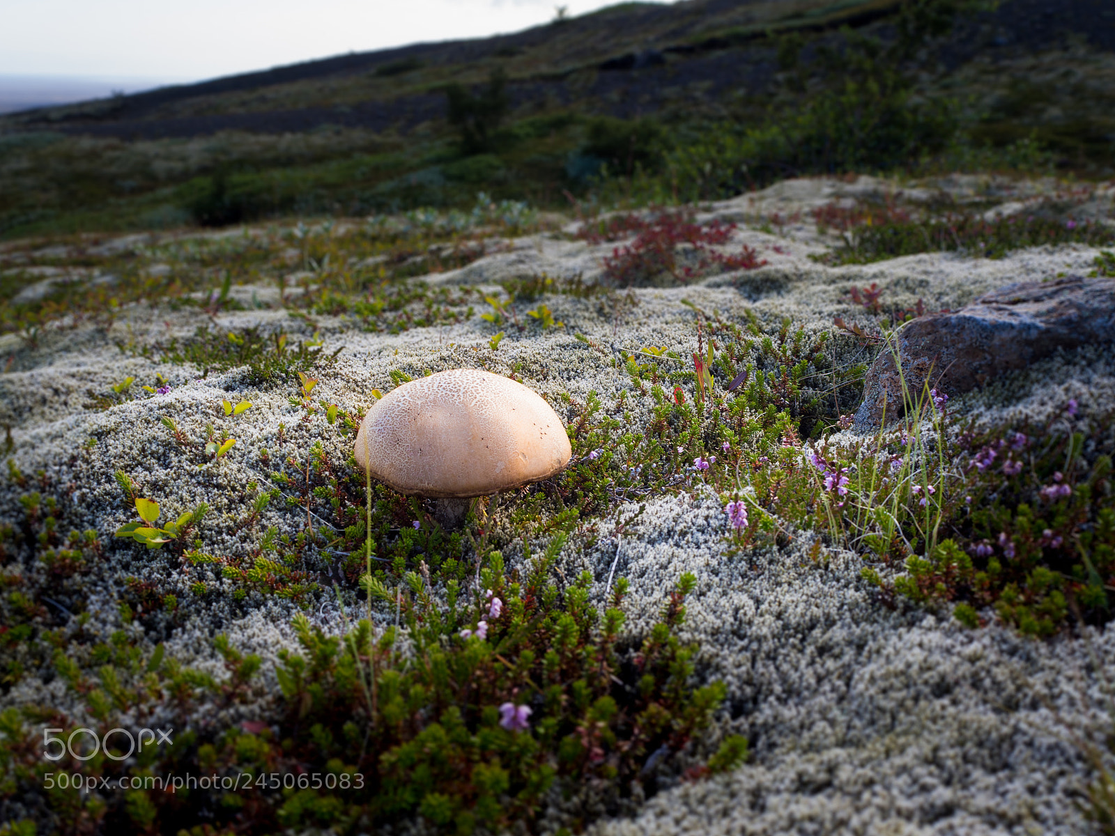 Olympus OM-D E-M10 sample photo. Mushroom here photography