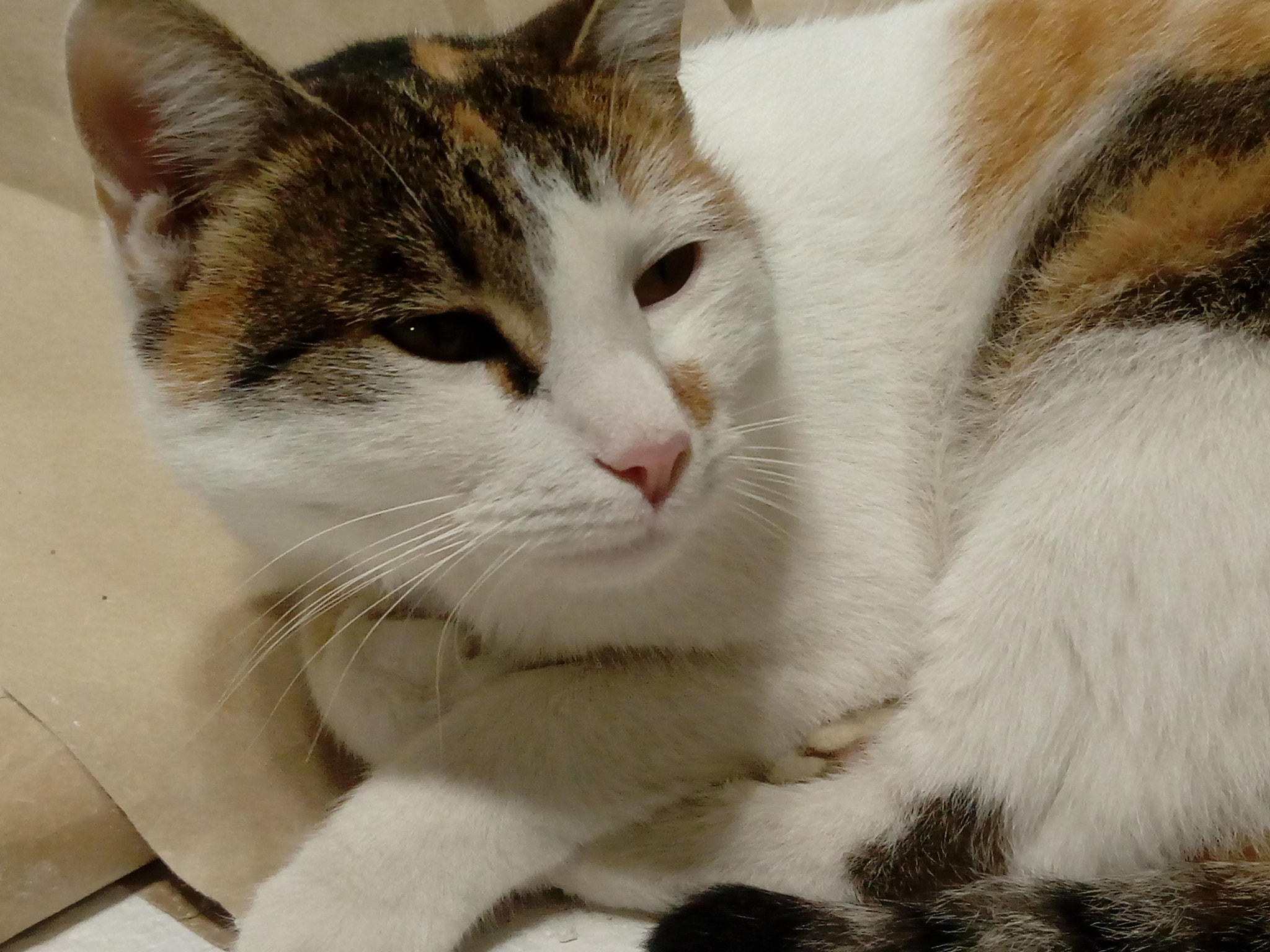 HUAWEI Y6 2017 sample photo. Portrait of a cat photography