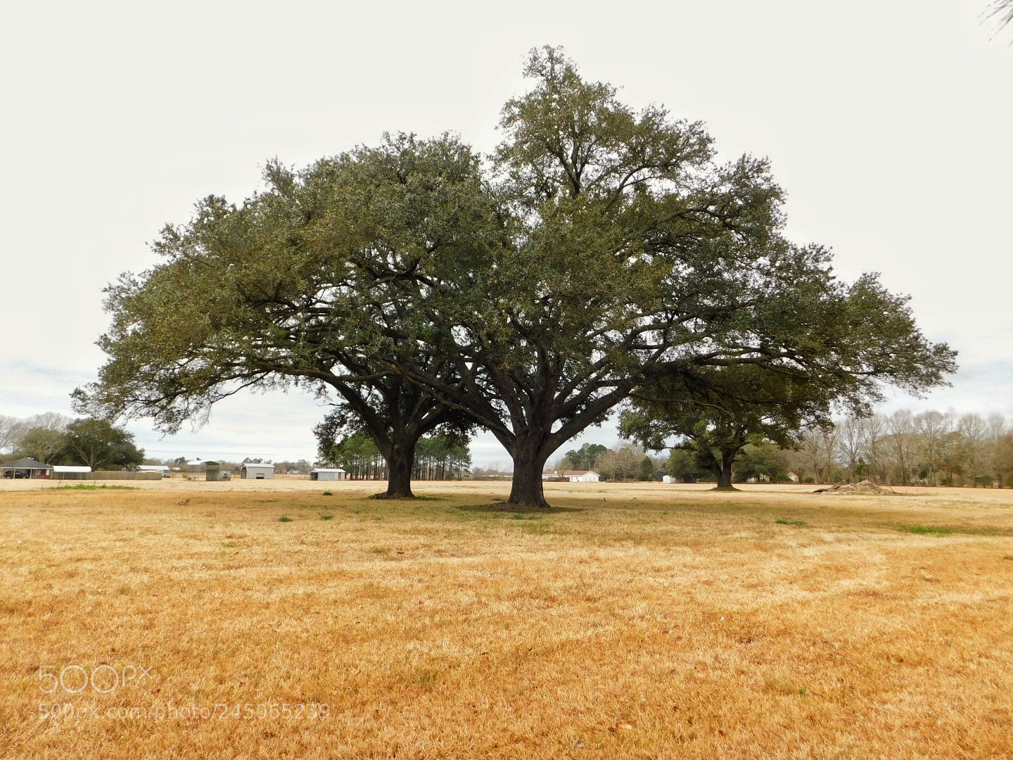 Nikon Coolpix B500 sample photo. Three oaks trees photography