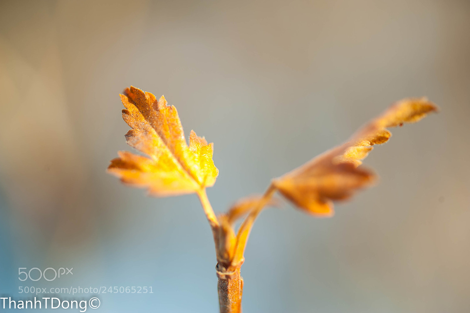 Nikon D700 sample photo. Goldenleaves photography
