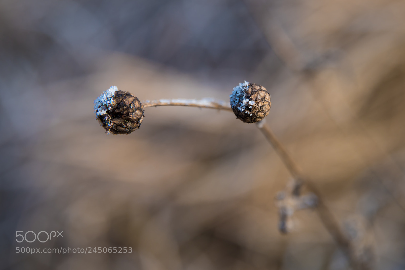 Nikon D810 sample photo. Pranhartsberg, lower austria photography