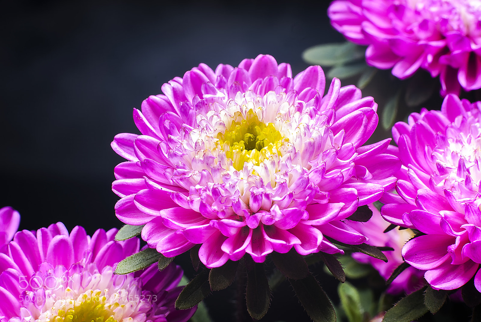 Nikon D200 sample photo. Daisy flower photography