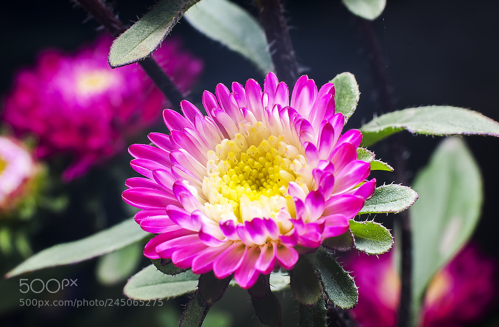 Nikon D200 sample photo. Daisy flower photography