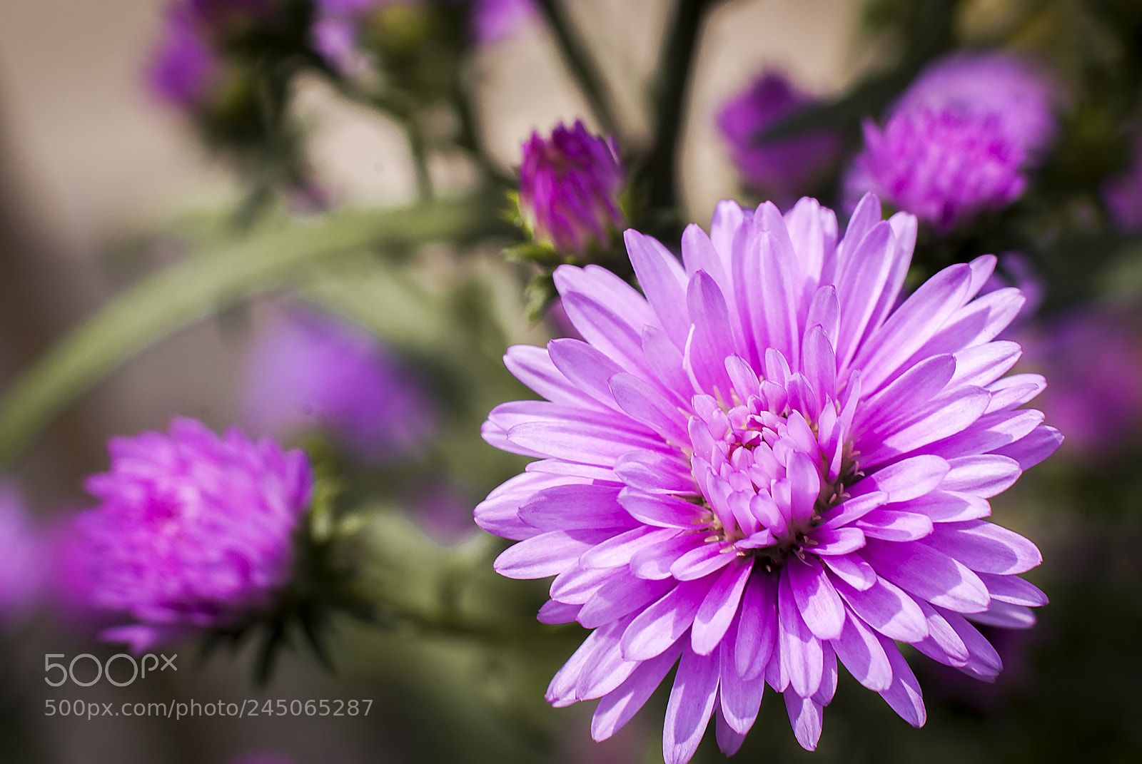 Nikon D200 sample photo. Daisy flower photography