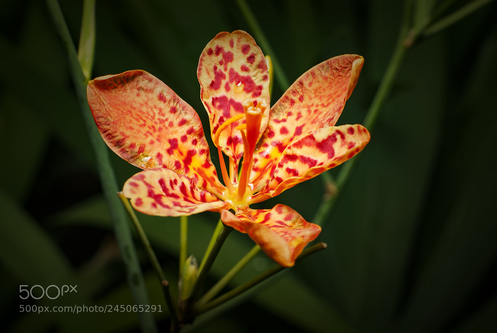 Nikon D200 sample photo. Cymbidium photography