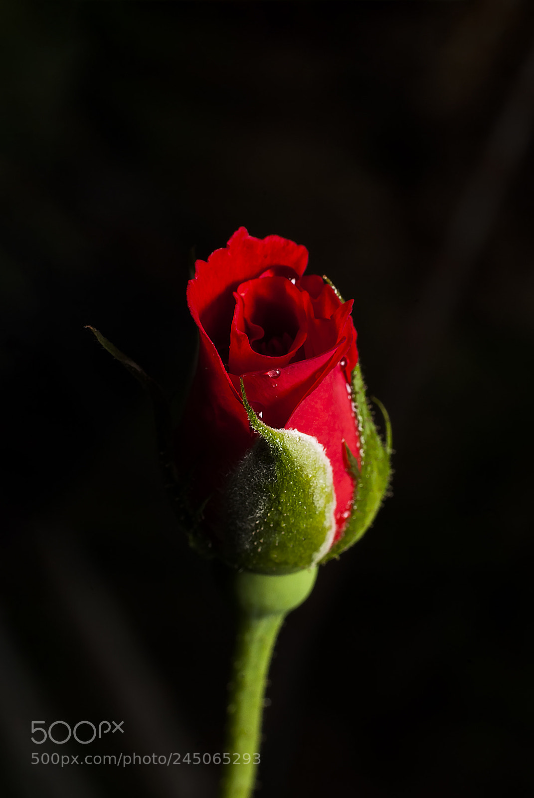 Nikon D200 sample photo. Rose photography