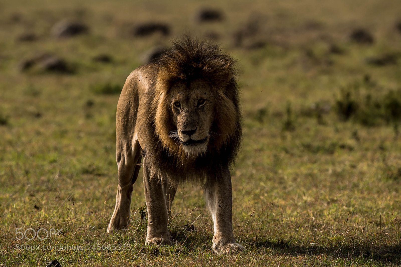 Nikon D5 sample photo. Lion king photography