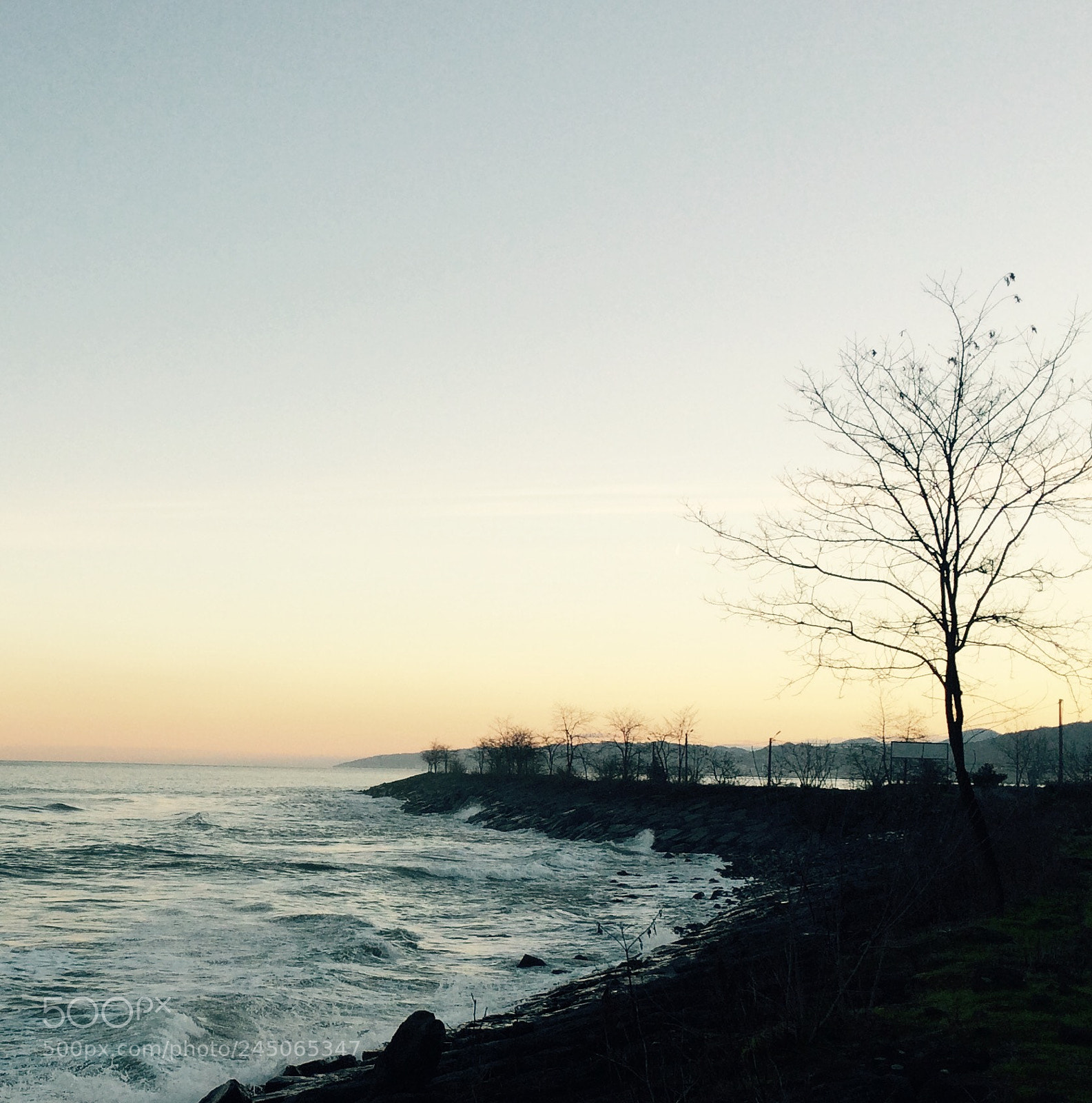 Apple iPhone 5s sample photo. Lonely tree at the photography