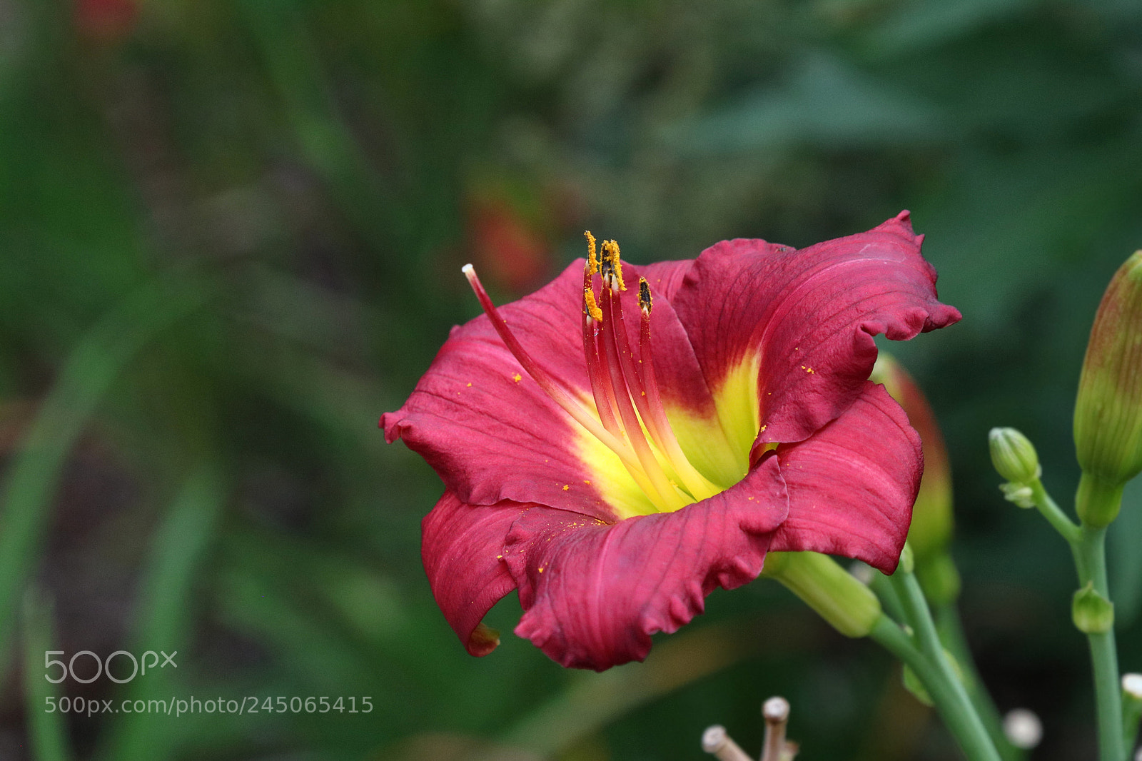 Canon EOS 760D (EOS Rebel T6s / EOS 8000D) sample photo. Red and yellow daylily photography