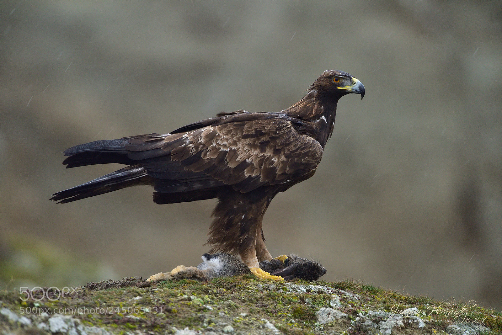 Nikon D810 sample photo. Eagle under the rain photography