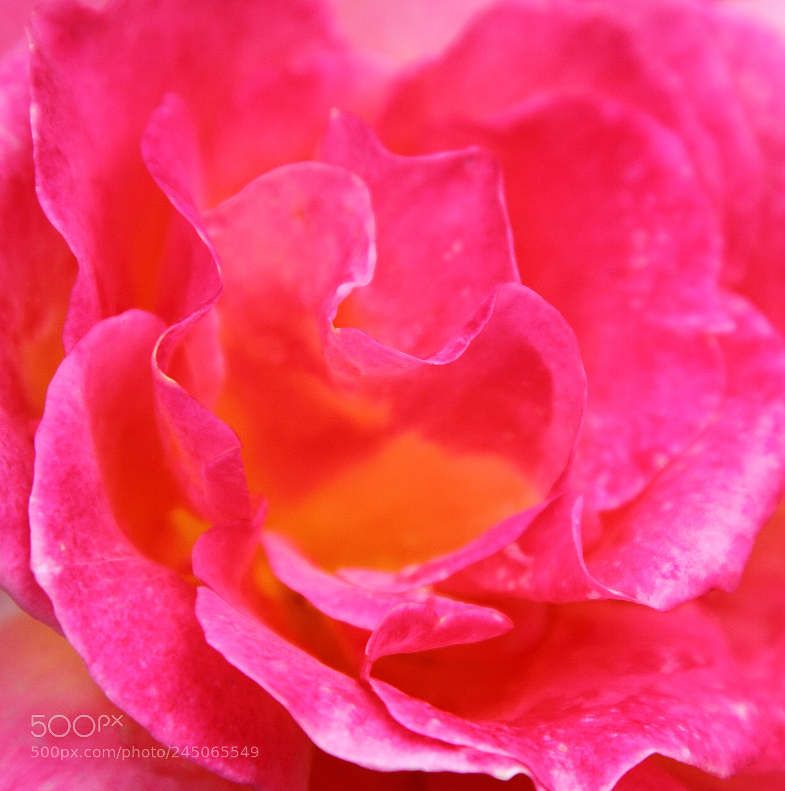 Canon EF 24-105mm F4L IS USM sample photo. Floral backgrounds photography