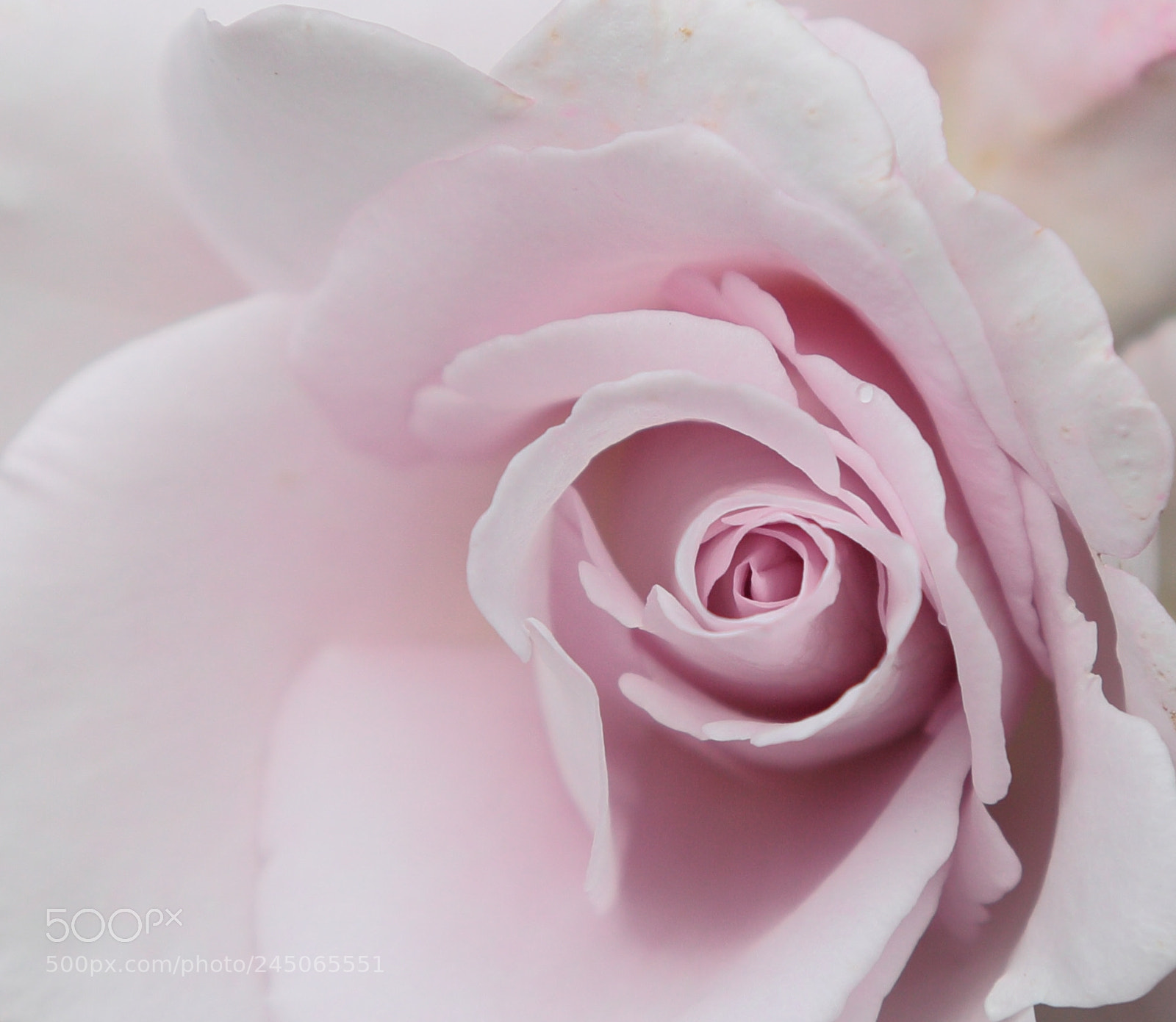 Canon EF 24-105mm F4L IS USM sample photo. Floral backgrounds photography