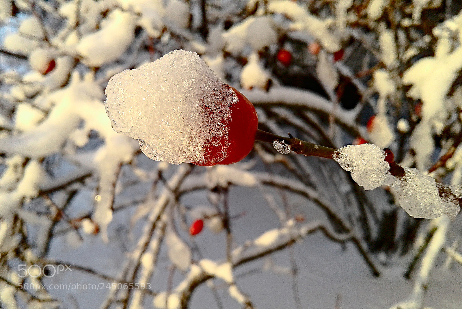 Samsung Galaxy J1 sample photo. Frozen photography