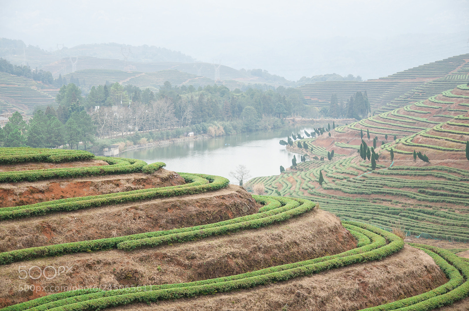 Nikon D90 sample photo. Beautiful tea mountain photography