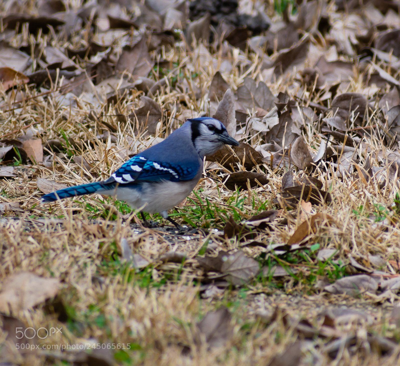 Nikon D3400 sample photo. Bluejay photography