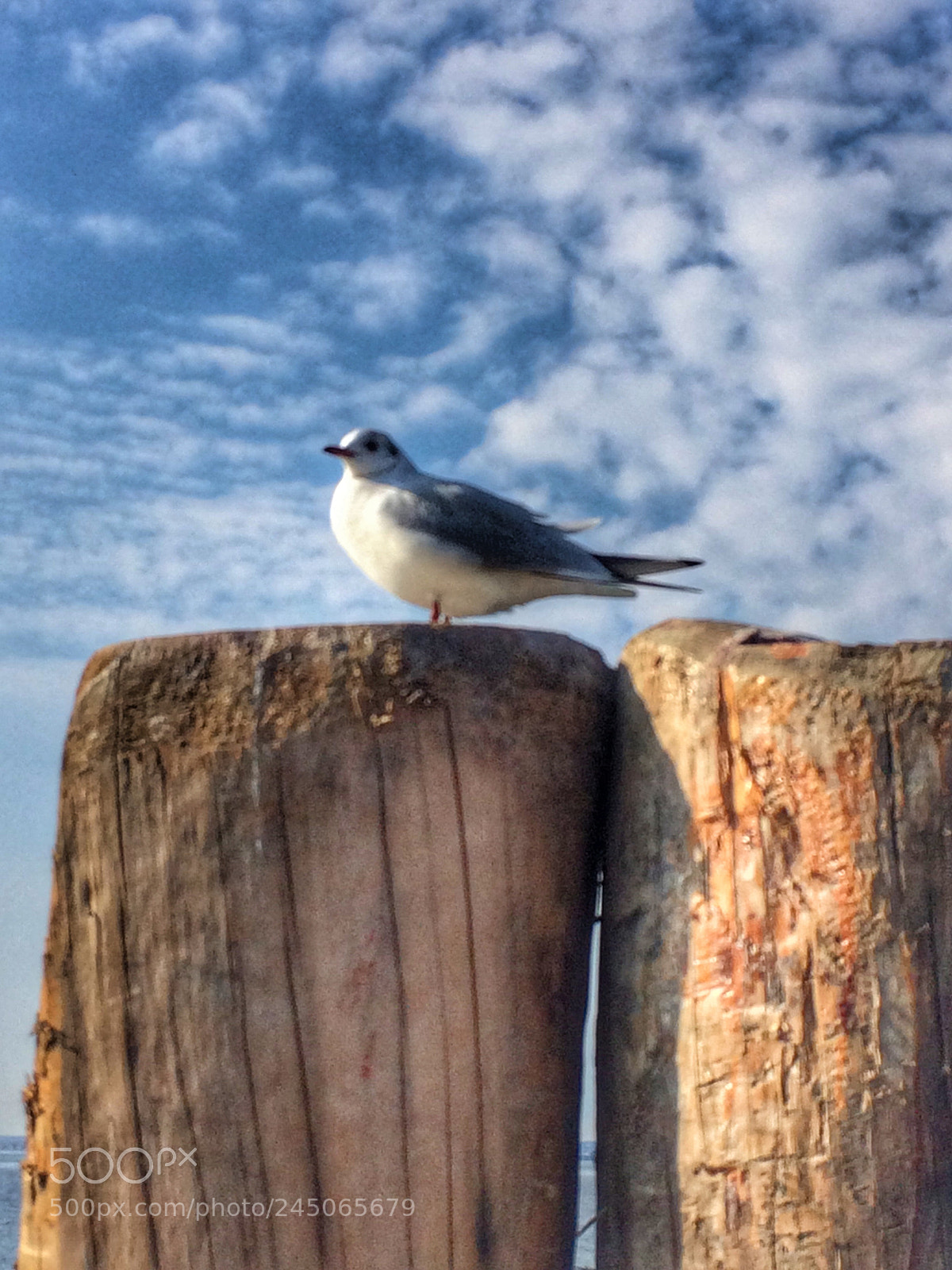 Apple iPhone 5s sample photo. Lazise, italy photography