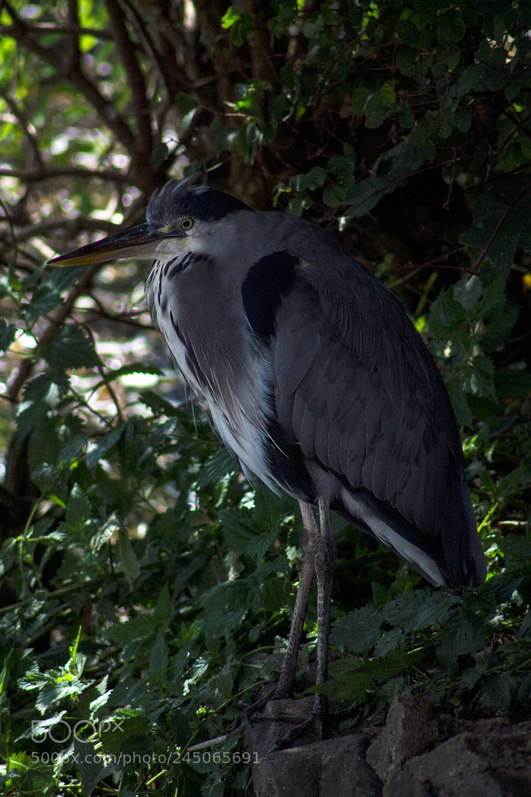 Canon EOS 1100D (EOS Rebel T3 / EOS Kiss X50) sample photo. Proud heron photography