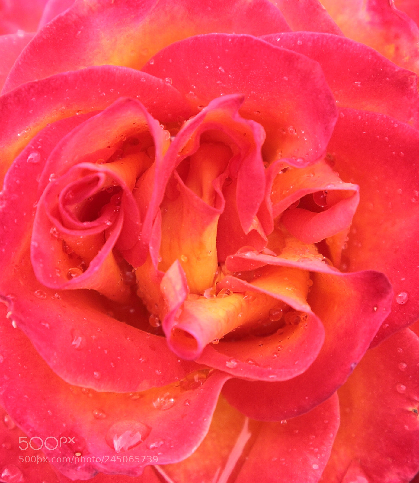 Canon EF 24-105mm F4L IS USM sample photo. Floral backgrounds photography