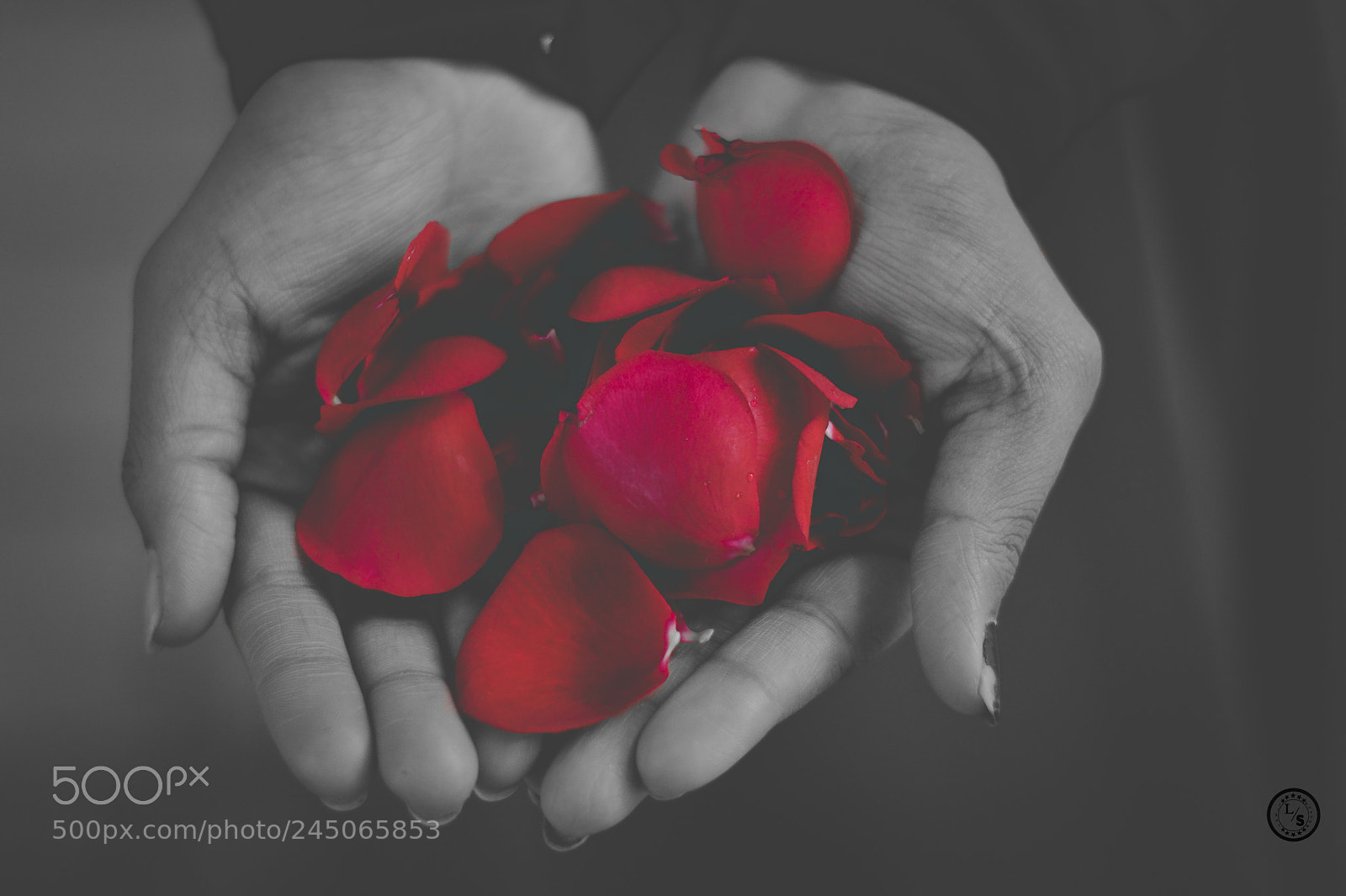 Nikon D7100 sample photo. Girl and rose photography