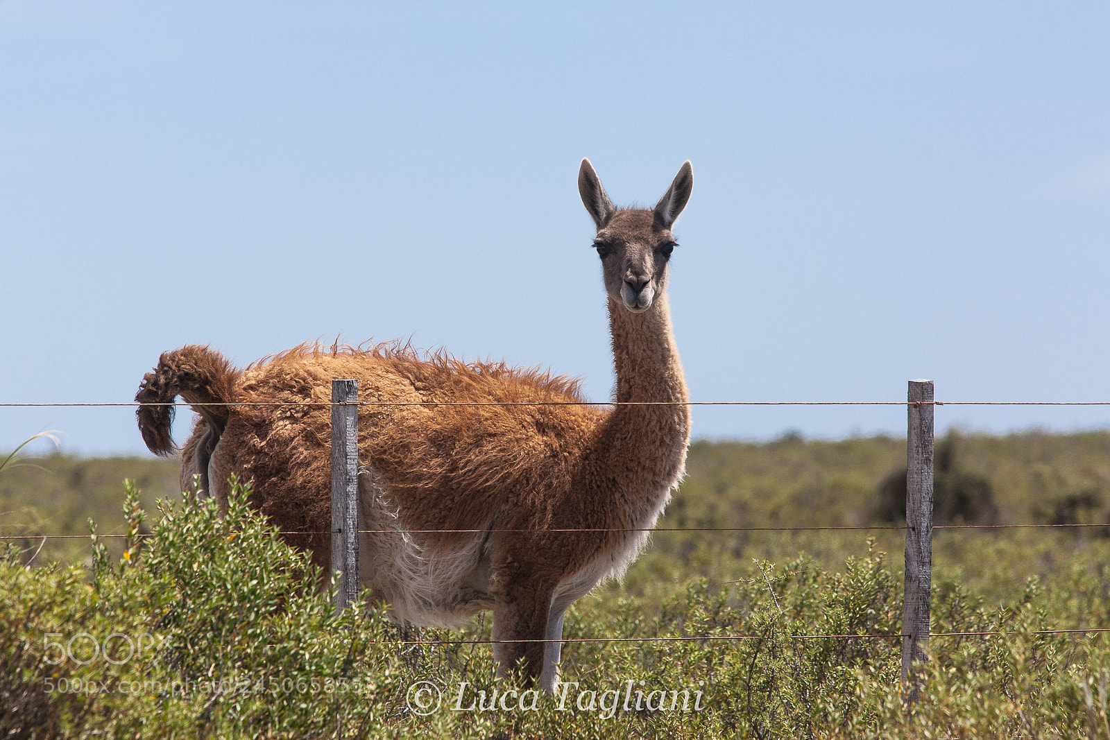 Canon EOS-1D Mark II sample photo. Guanaco in chubut photography
