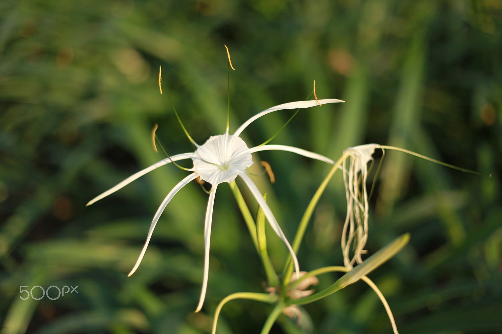Canon EF 50mm F1.8 II sample photo. Spider lily photography