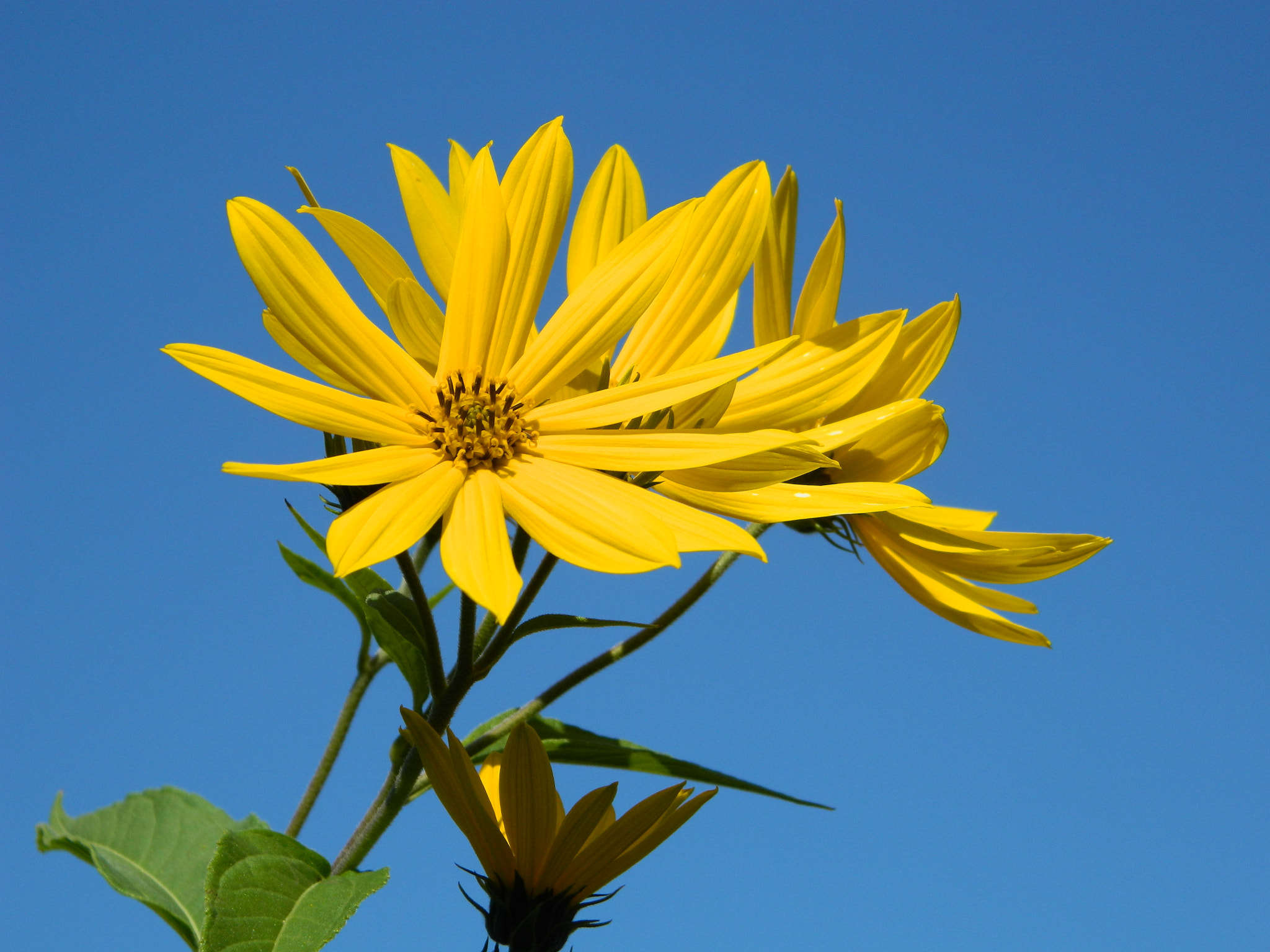 Nikon COOLPIX L310 sample photo. Woodland sunflowers photography