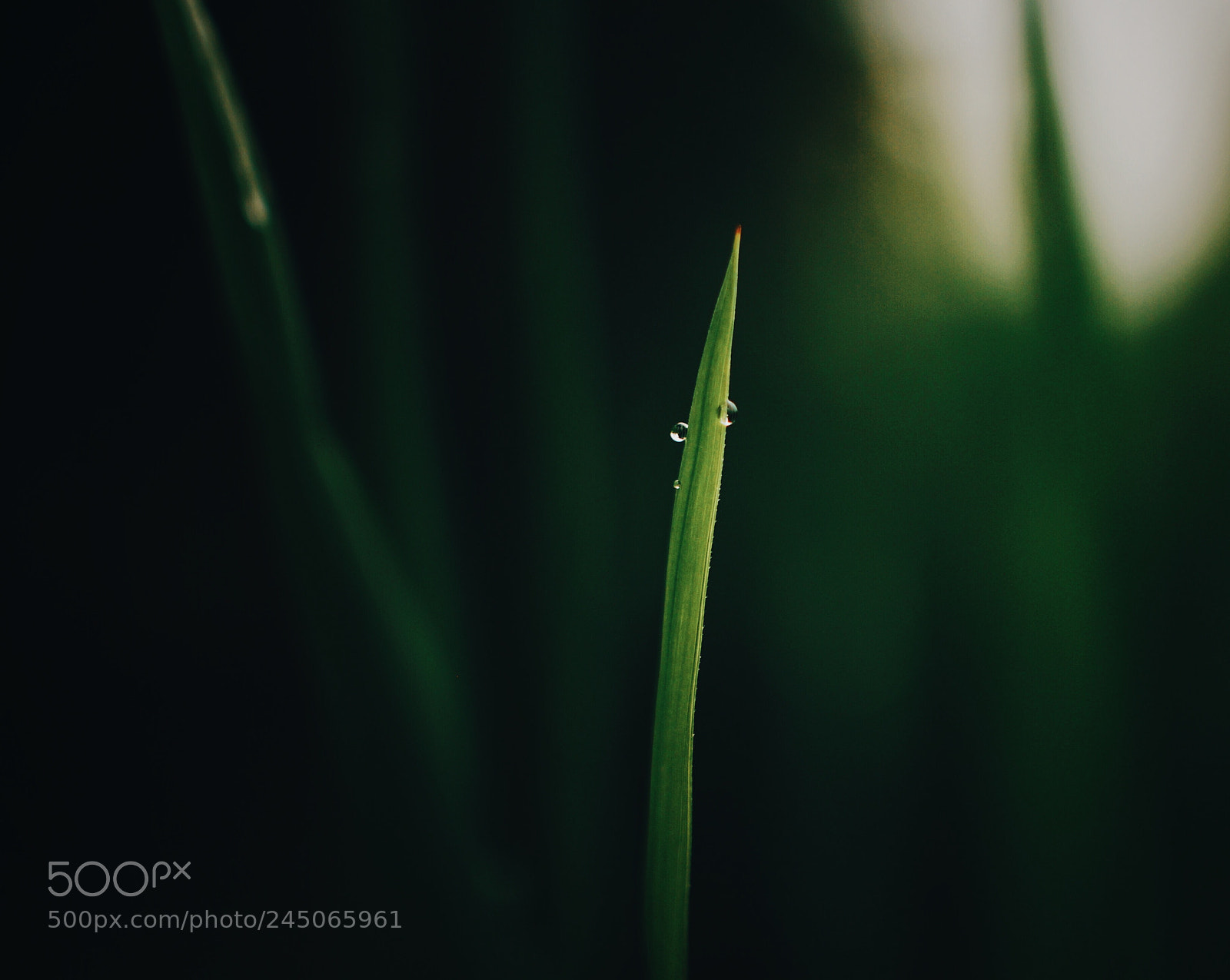 Canon EOS 60D sample photo. Everyday miracles photography