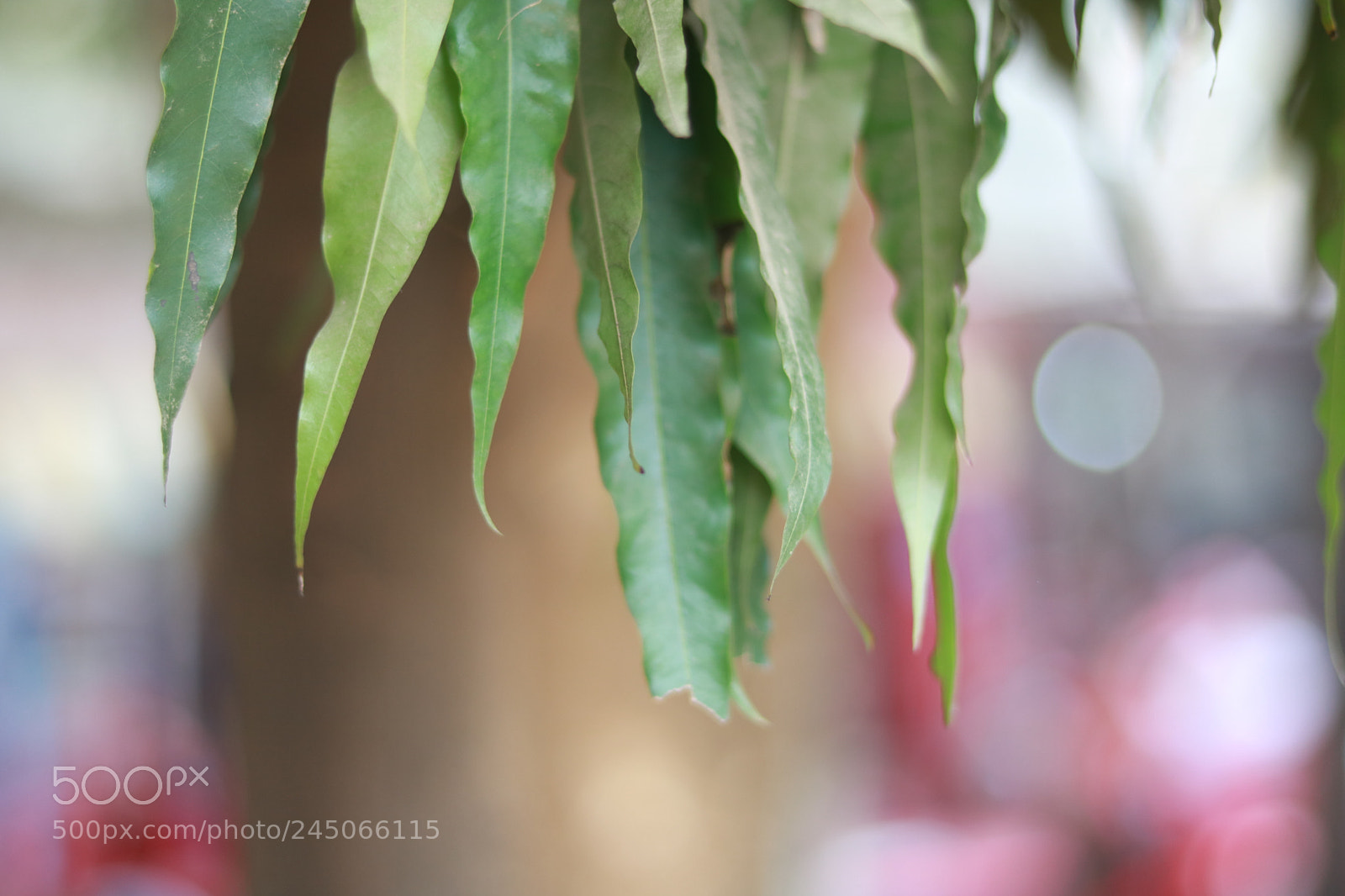 Canon EOS 750D (EOS Rebel T6i / EOS Kiss X8i) + Canon EF 50mm F1.8 STM sample photo. Tree photography