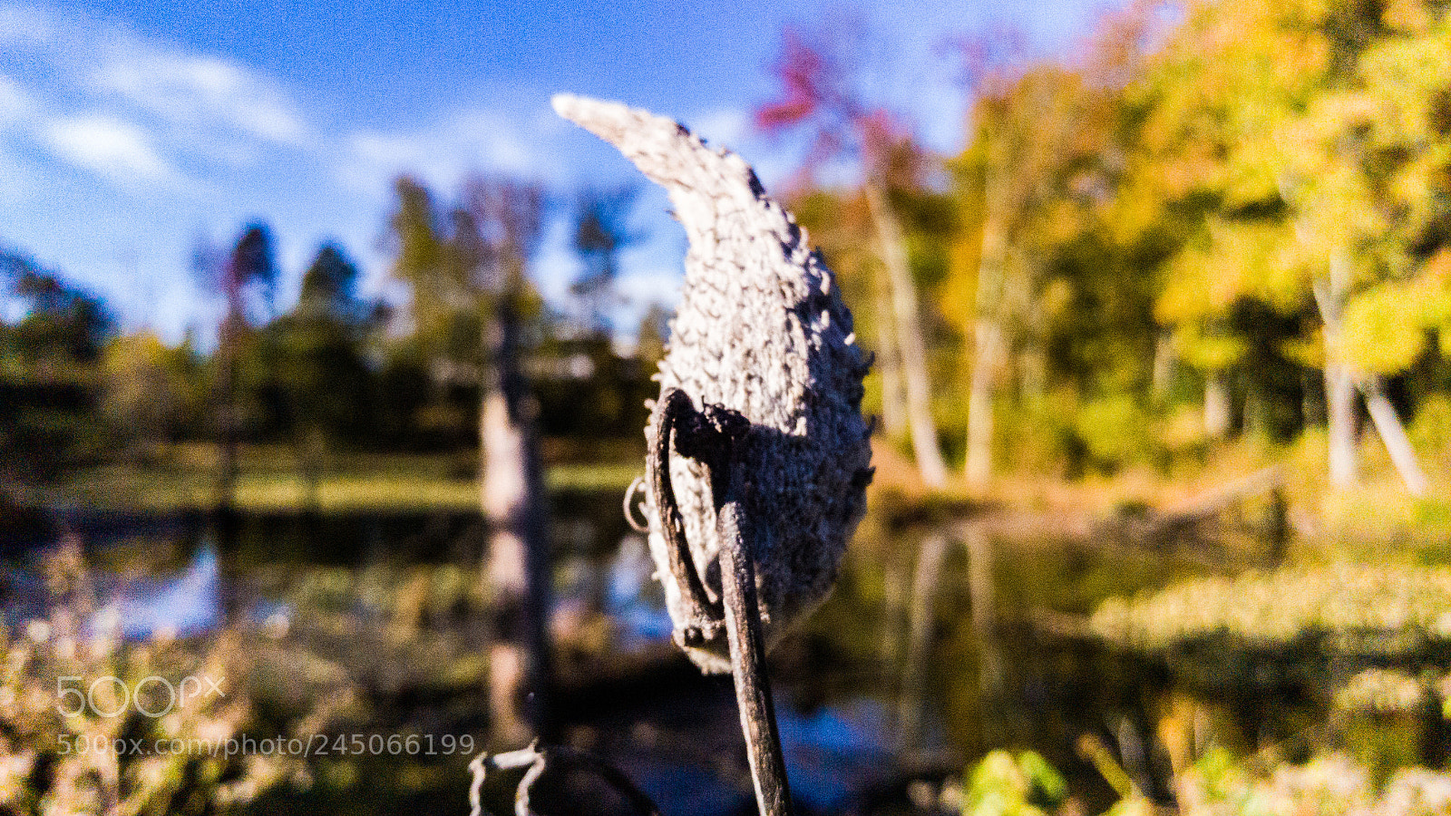 HTC ONE M9 sample photo. Dry milkweed photography