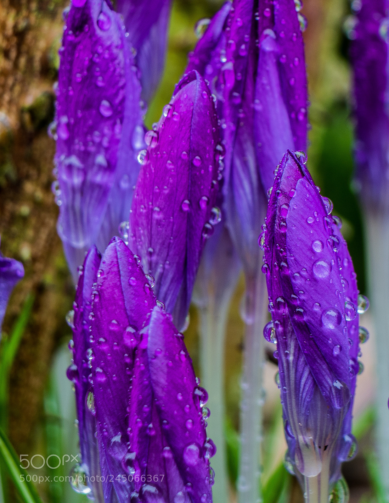 Canon EOS 760D (EOS Rebel T6s / EOS 8000D) sample photo. Wet spring!! photography
