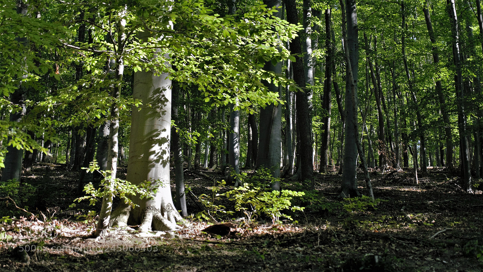 Panasonic Lumix DMC-G6 sample photo. Forest contrasts photography