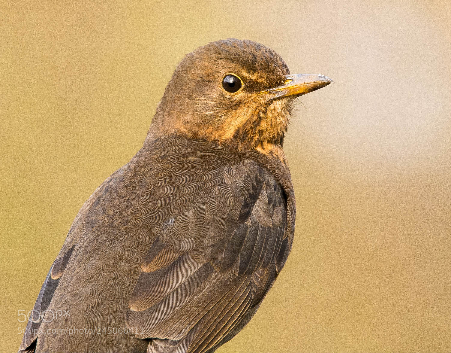 Nikon D7100 sample photo. Blackbird photography