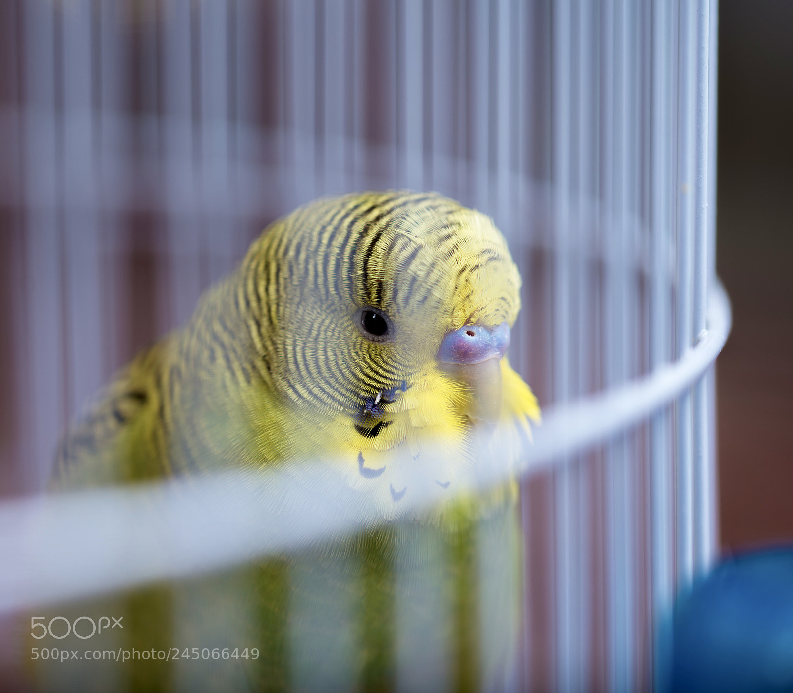 Nikon D610 sample photo. Cage photography
