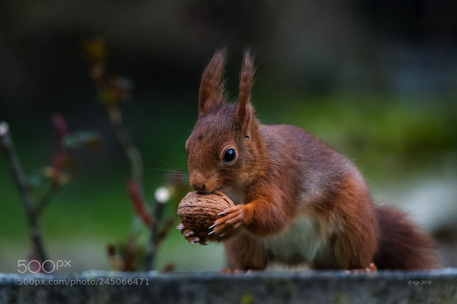 Nikon D850 sample photo. 8a0_6585-3_0.jpg photography