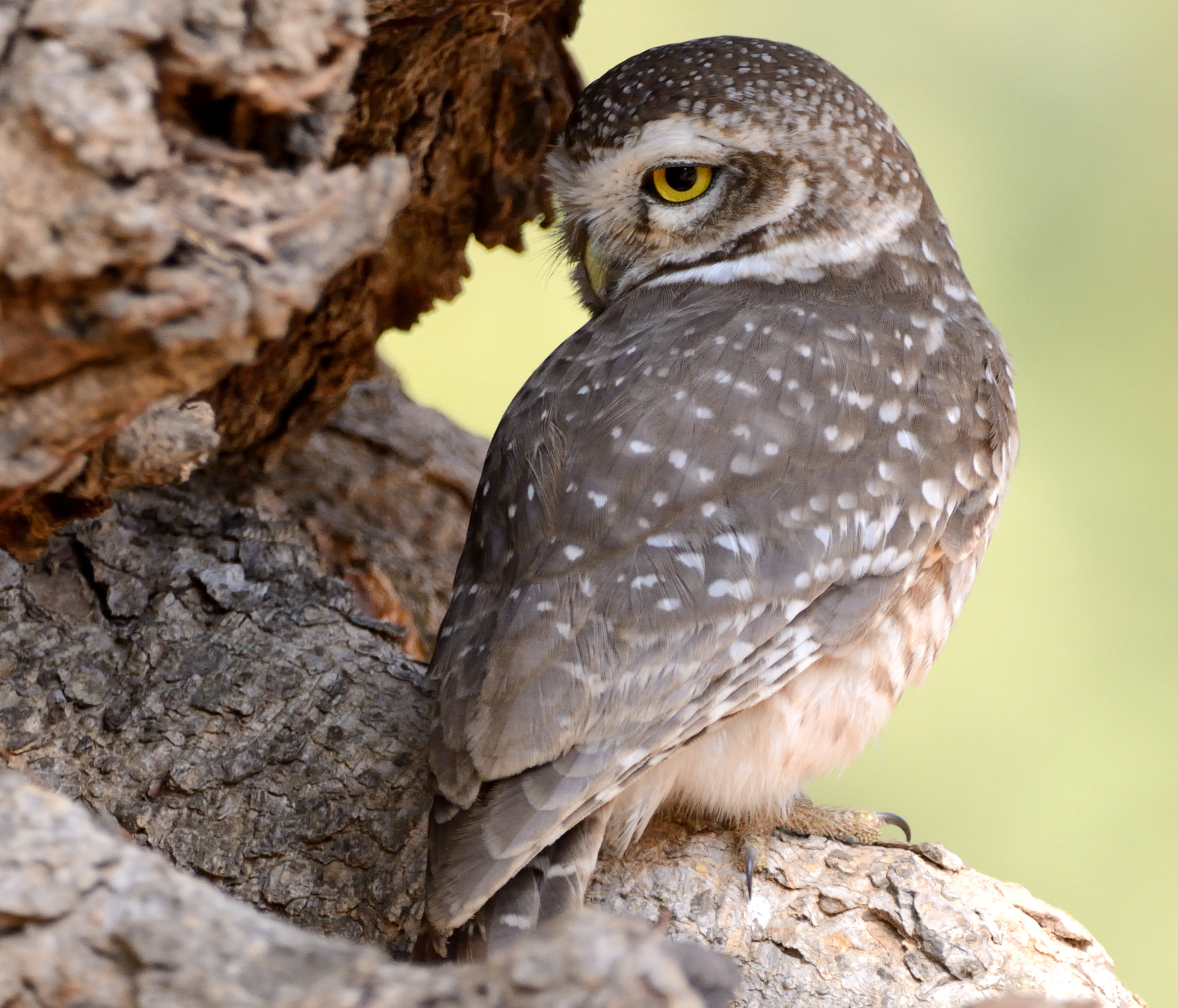 Nikon D7100 + Sigma 150-600mm F5-6.3 DG OS HSM | C sample photo. Spotted owl photography