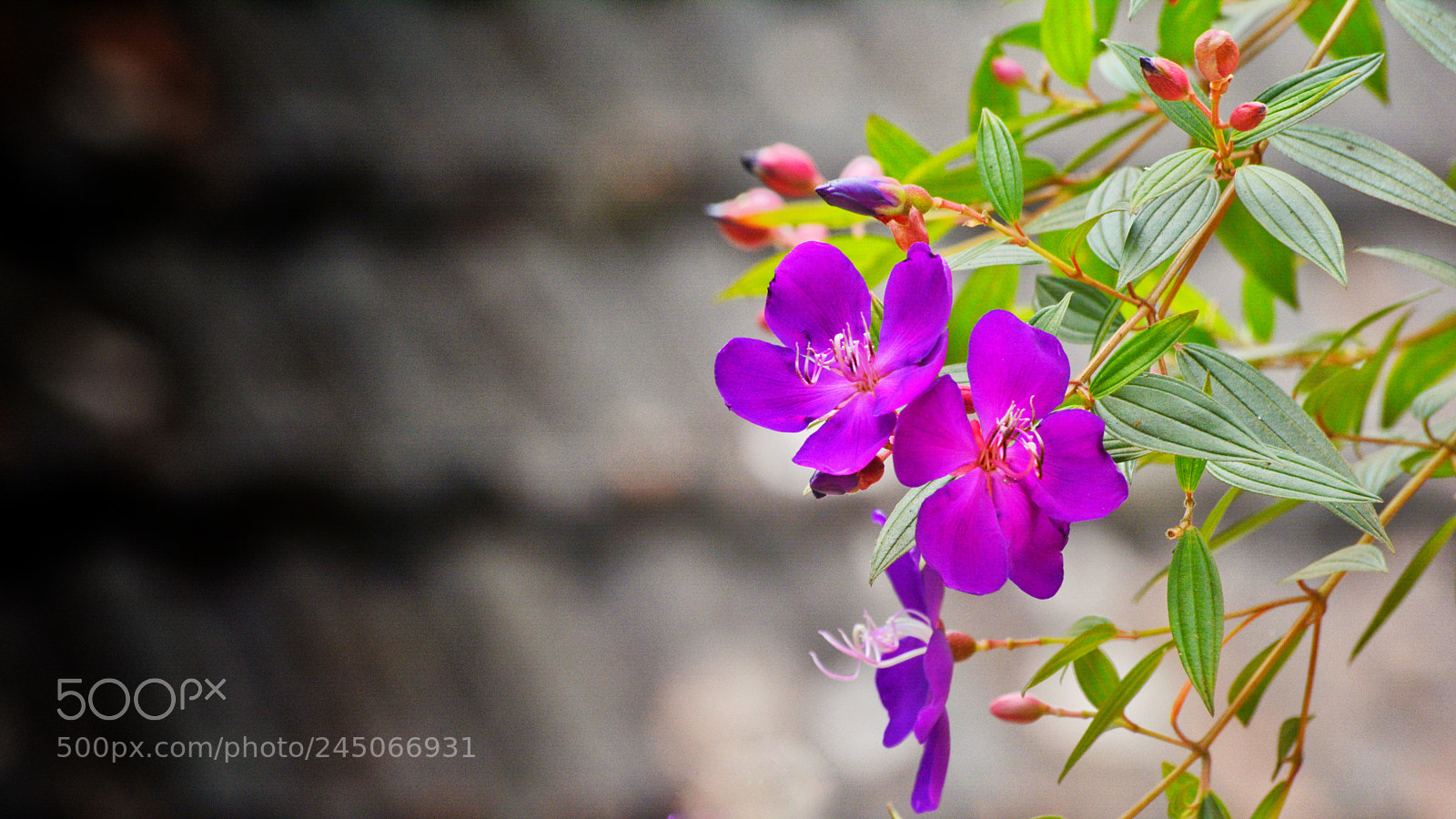 Nikon D5200 sample photo. Pinky photography