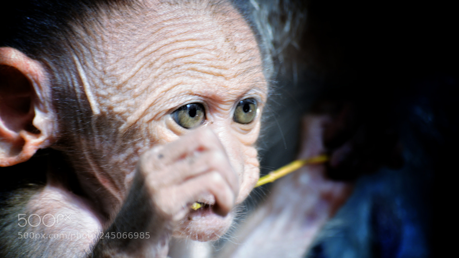 Nikon D5200 sample photo. Monky photography